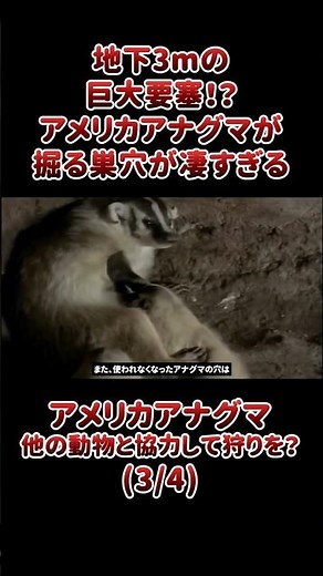 A gigantic fortress 3 meters underground!? The burrows dug by American badgers are incredible