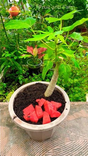 Using Watermelon to Fertilize Papaya Trees, Organic Gardening Trick