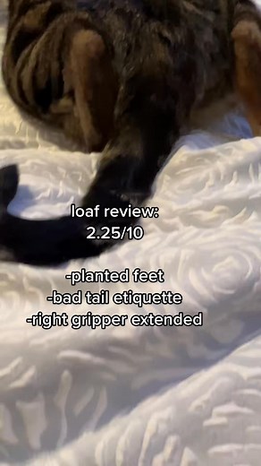 bro need loaf lessons #catsoftiktok #rating #loaf | Axle The kitty