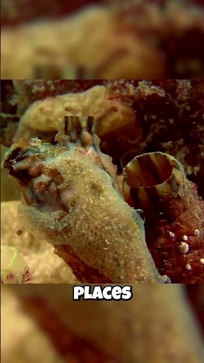 The Ocean Creature That's Our SECRET Cousin?! 🤯