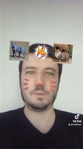 ho scelto il mio gatto preferito fra quelli proposti #cat #cats #catchallenge #tierlist #zirobnum