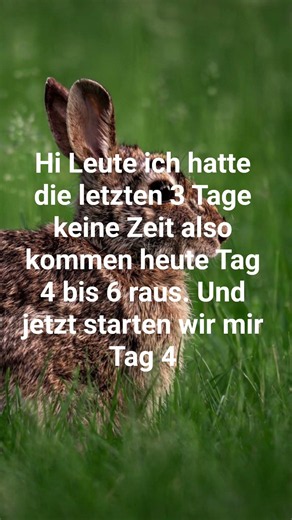 Tag 4 an dem ich lustige und süße Kaninchen Videos zeige. #kaninchen #bunny #lustig #rabbit #süs