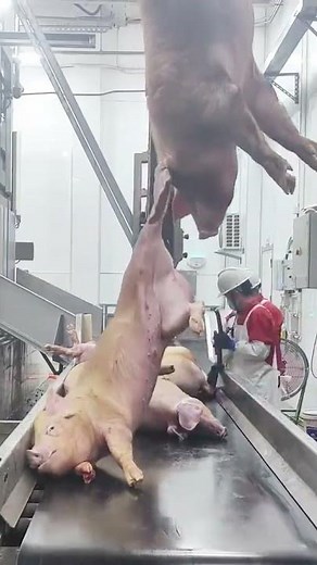 Electrically stunning pigs ensures humane slaughter and efficiency