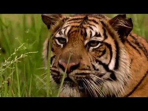 Artha Graha Peduli Conservation - COP21 - UNFCCC