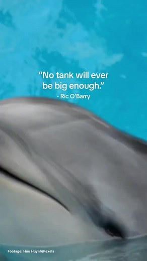 A pod of wild dolphins can travel up to 100 kilometers a day in the open ocean. They can dive deep, help balance marine ecosystems and are incredibly intelligent. Social learning, bonds and communication are also key components of wild dolphins' daily lives. These marine mammals have perfectly evolved to thrive in the ocean, where they deserve to live freely. A concrete tank simply cannot provide a quality life for them. Learn more about issues with dolphin captivity and help spread the word at: