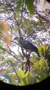 3.4K views · 46 reactions | The Majestic Harpy Eagle with its prey, a Red Howler Monkey. The amazing video was filmed in the Iwokrama rainforest, Guyana. It is the largest eagle in the world and is also on the endangered list as their worldwide population dwindle. Thankfully, the Harpy Eagle has found sanctuary in conservation areas such as Iwokrama and other difficult to access locations in Guyana’s rainforest. Video: John Christian | Action News Guyana | Facebook