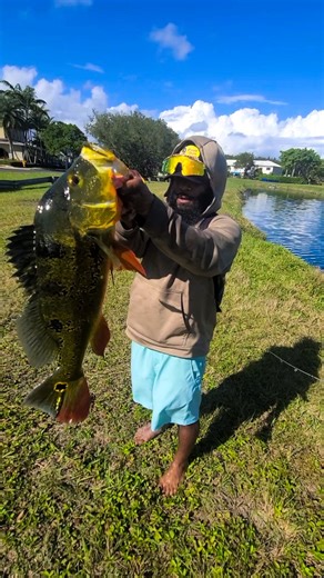 Monster Mike Ⓜ | Caught some Big Peacock Bass today🎣 @bitemebaitshack with the candy baits🐟 #peacockbass #fishing #fyp | Instagram