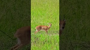 Meet the Steenbok Small but Fascinating Antelope
