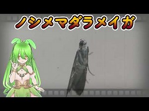 ノシメマダラメイガ - 美しい斑模様を持つ小さな蛾の生態 | 日本昆虫研究所