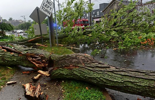 Bill would hold Connecticut property owners more responsible for tree damage