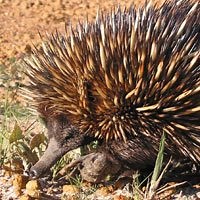 Short Beaked Echidna | The Animal Facts