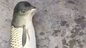 Fish with bird-shaped head caught in China