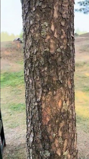 Aapke Payar me Hum Lyrical vedio Raaz ||Dino Morea & Bipasha basu | Alka yagnik