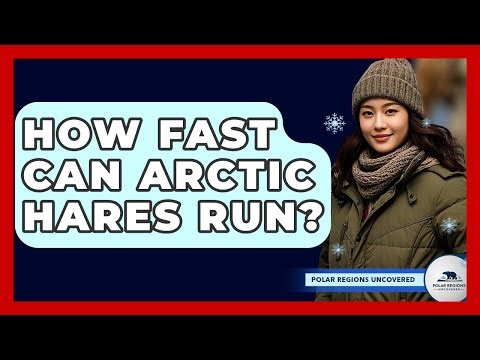 How Fast Can Arctic Hares Run? - Polar Regions Uncovered