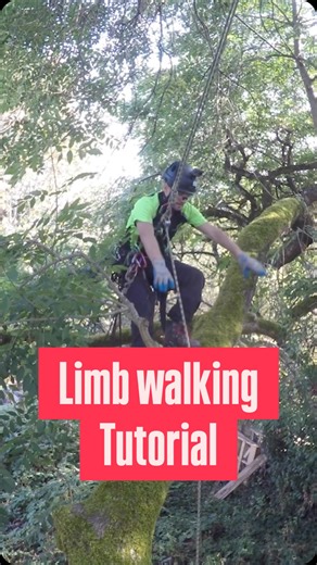 Limb walking is an art and a skill that requires practice. Reps, reps and more reps will give you the experience, of what feels comfortable, how to position yourself for every angle, branch shape and tie in point. To get started on your limb walking journey check out our video on ClimbingArborist.com/basic-climbing-techniques #arborist #climbingarborist #treeclimber #treework #limb walking | ClimbingArborist.com