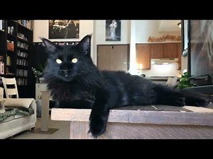 Meet Reginald, black Maine Coon library cat