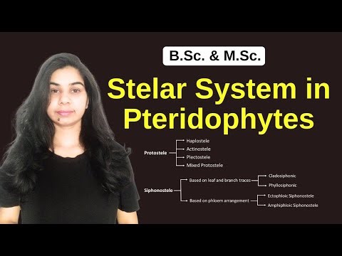 Stelar System in Pteridophytes || B.Sc. & M.Sc.