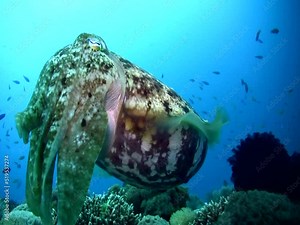 Broadclub cuttlefish (Sepia latimanus) changing color