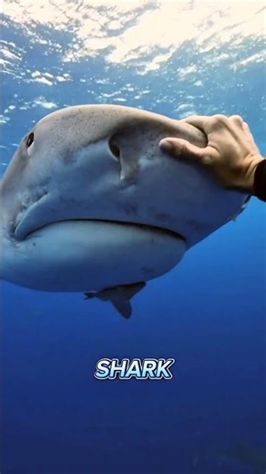 Why Divers Flip Sharks Upside Down! 🦈🤯
