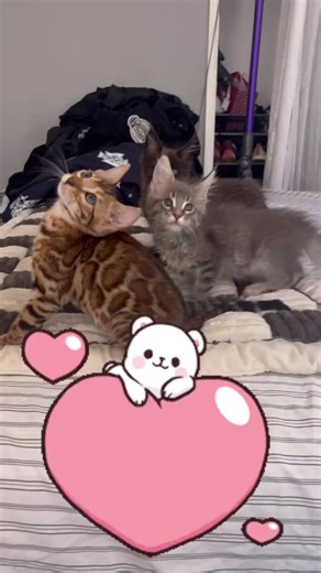 Bengals and Maine coons #mainecoons #mainecoonlovers #kittens #kittensdaily #cutecats_oftheworld #ilovecats #catlady #catladylife #bengallove #bengalkittens #bengalbreeder