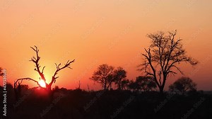 African Sunset going down behind a ghost tree
