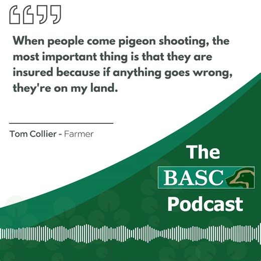 The June episode of BASC's podcast is all about pigeons! 🎧 https://orlo.uk/HEAR_BASC_PODCAST_gz4Z0 🎧 You can find information about General Licences here: https://orlo.uk/BASC_GL_info_e3q8A | BASC - The British Association for Shooting and Conservation