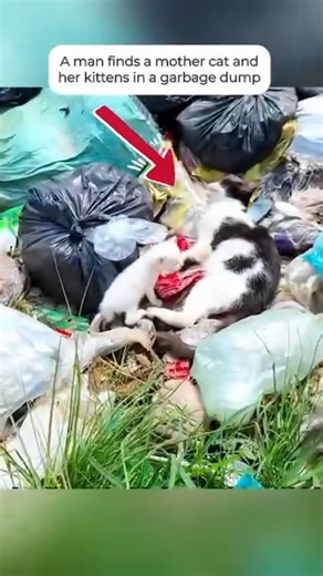 “Heartbreaking Moment: A Momma Cat and Her Kittens Dumped in the Garbage | We Had to Save Them”