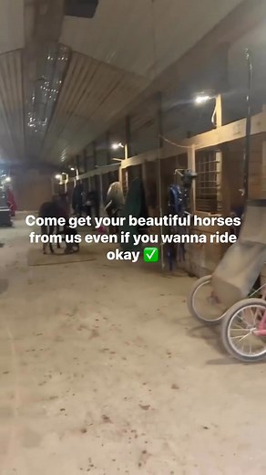 Horses Available | Horses for Sale Near Me | Facebook