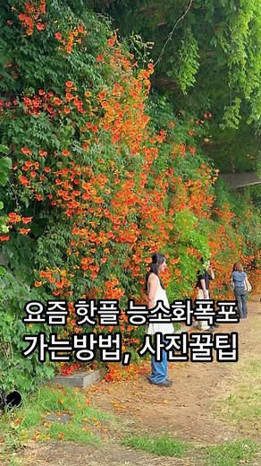 능소화 폭포: 여름 사진 명소 탐방