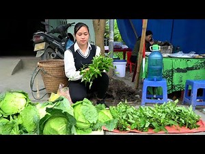Cabbage Harvest & Jiaogulan Vegetables Goes to the market to sell | Lý Thị Ca