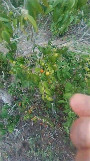 fruta nativa que tem aqui na minha região