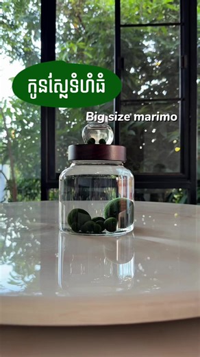 🫧 Can order any marimo size from us. 🫧 A little bigger, a little luckier. #marimomossball #fyp #lucky