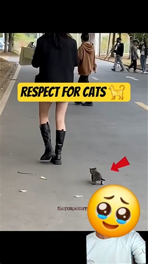 A woman is followed by an abandoned kitten, and the kitten is finally adopted🥹❤️ #shortsfeed