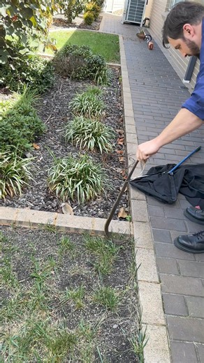 12K views · 105 reactions | Diamond Drive Copperhead This won’t win any cinematography awards but here’s a snake capture from earlier today. I usually get a few call outs each year for Copperheads in the backyards of homes close to the wetlands at Waratahs. Wetlands provide perfect habitat for this inoffensive species which loves to eat frogs, small lizards and other snakes including each other. | Orange Snake Service - Licensed Snake Catcher | Facebook