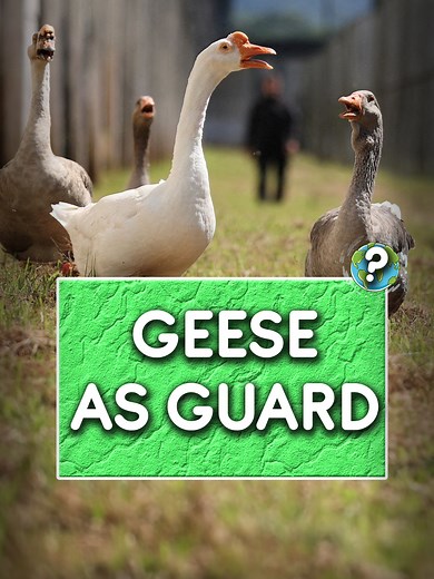 A Brazilian prison replaced their guard dogs with geese. Geese are cheaper to care for, require no training, and eat less. They are also highly territorial and will attack anything at any time. Plus, their excellent night vision makes them effective nighttime guards. #brazil #animals #interesting