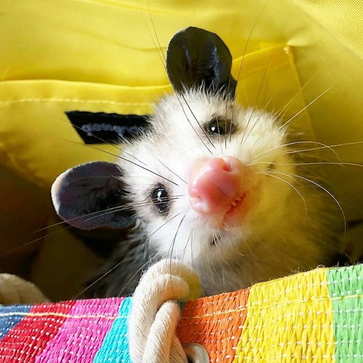 Watching this pet possum eat broccoli is the cute fix you need today 🥦💕 | Yahoo Life