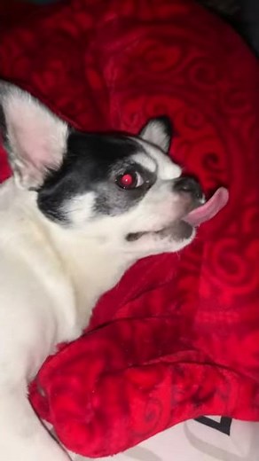 Reverse Sneezing in Chihuahua Dog