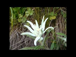 エーデルワイスの花 ３０枚