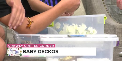 Local reptile educators welcome holiday-themed gecko hatchlings