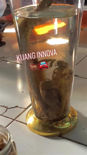 Exploring Unique Insects in Clear Glass Jar