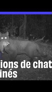 L'Australie va exterminer 6 millions de chats avec des « robots tueurs »