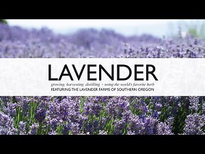 Lavender Documentary Film - Learn to Grow, Harvest, Propagate, and Distill Lavender Essential Oil