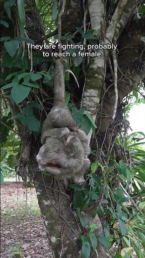 🦥Have You Ever Seen a Sloth Fight?