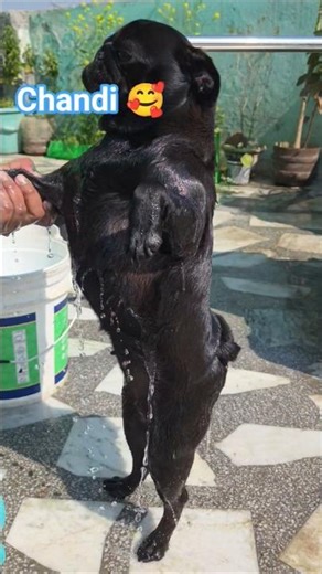 aaj hmne shampoo se nhaya #dogshorts #doglove #funnydogs #shorts #cutepets