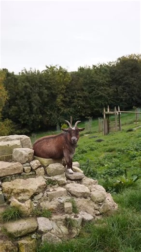 18 reactions | Meet the Animals: Autumn on the Farm  Join us for a...