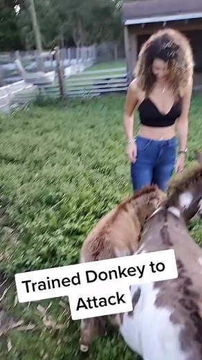 Beware of the Aspiring Donkey Ninja 🥷🫏 #donkey #pet #ninja #viralvideos #funny #reels | Zak Catch Em