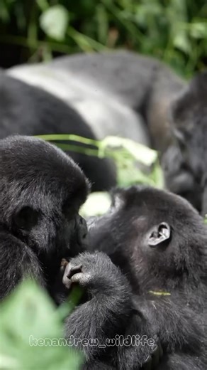 MEET RWANDA'S MAJESTIC MOUNTAIN GORILLAS FACE TO FACE! 🦍🌿 Dreaming of an unforgettable adventure? Come to Rwanda — the heart of Africa — and witness the awe-inspiring mountain gorillas in their natural habitat! Trek through misty forests, connect with nature, and create memories that will last a lifetime. We’re here to help make your dream safari come true. From permits to expert guides, we’ve got everything covered — just bring your sense of wonder! 📍 Book your gorilla trekking experience to