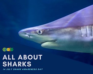 Shark Awareness Day For Kids With Free Printable