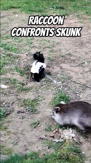 Raccoon and Skunk Meet Up !! 🦨🦝
