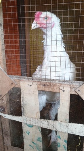 Mian wali Aseel Heera - white Aseel Paper white #pakistaniaseel #cheenaaseel #shehzadsheikh